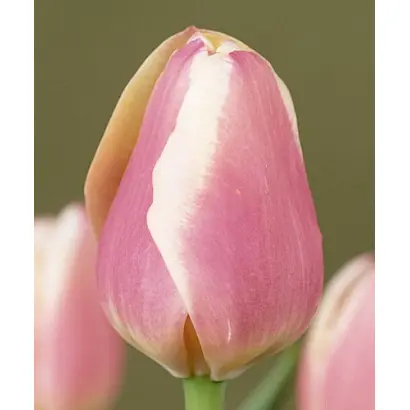 Anna Jose / Анна Джос