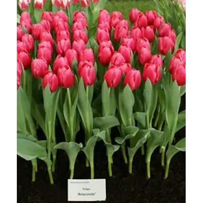 Annaconda / Аннаконда