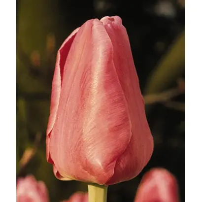 Anne Clair / Анна Клаир