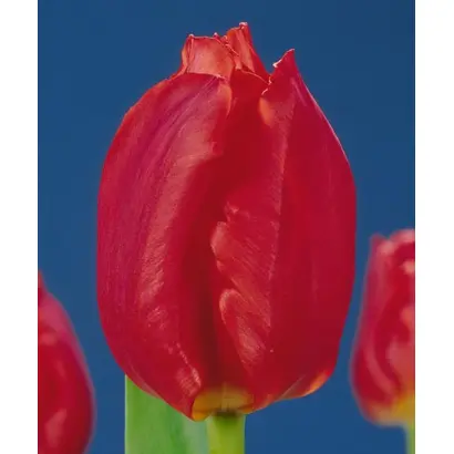 Anneke / Аннэкэ