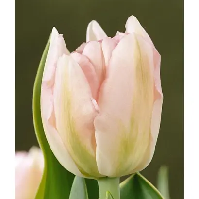 Annelinde / Аннэлиндэ