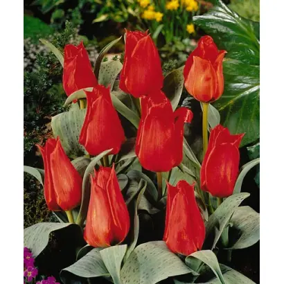 Annie Salomons / Анни Саломонс