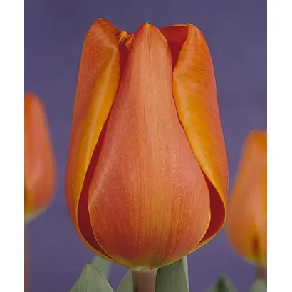 Annie Schilder / Анни Шильдер