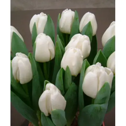 Antarctica / Антарктика