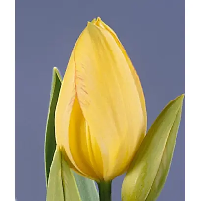 Antoinette / Антоинетта