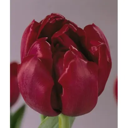 Antraciet / Антрацит