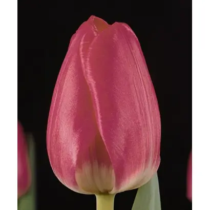 Antwerp / Антверп