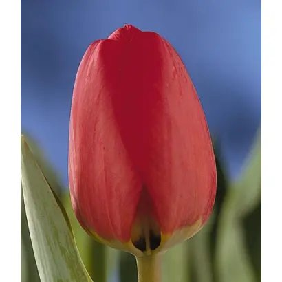 Apeldoorn / Аплдорн