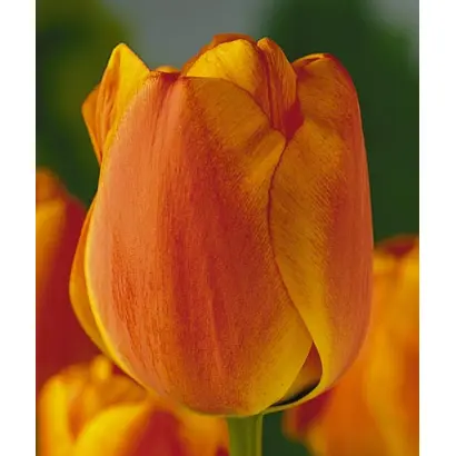 Apeldoorn's Elite / Аплдорн'с Элит