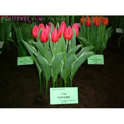 Aphrodite / Афродита