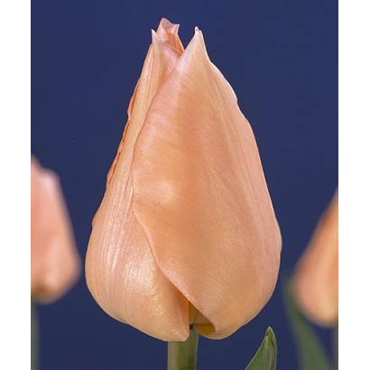 Афродита тюльпан фото Apricot Beauty / Априкот Бюти - Тюльпаны Агроном.Инфо