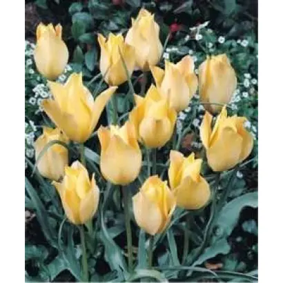 Apricot Jewel / Априкот Джувел