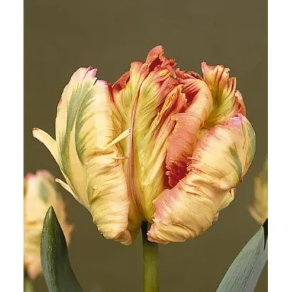 Apricot Parrot / Априкот Паррот