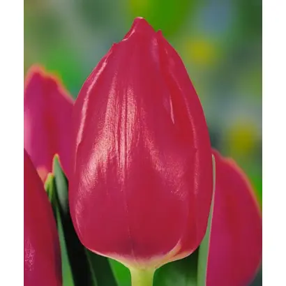 April Love / Эприл Лав