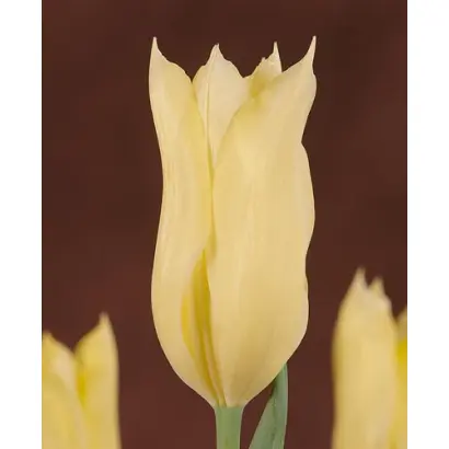 April Moon / Эприл Мун