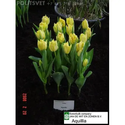 Aquilla / Аквилла