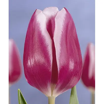 Arabian Lady / Арабиан Леди