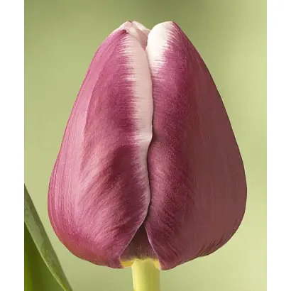 Arabian Mystery / Арабиан Мистери