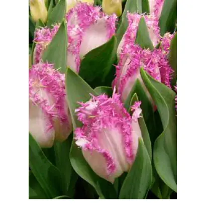 Aria Card / Ариа Кард