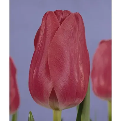 Ariane / Арианэ