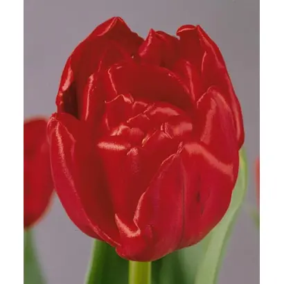 Arie Alkemade's Memory / Ариэ Алкэмадэ'с Мемори