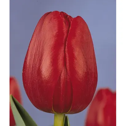 Arie Hoek / Арие Хоек