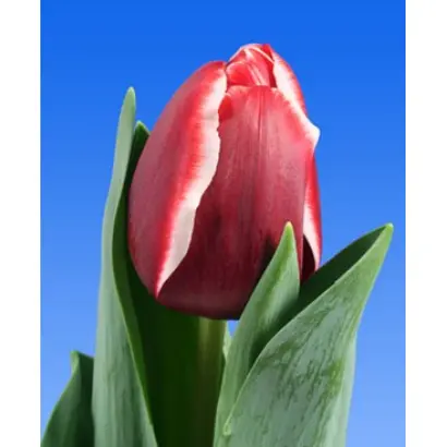 Armani / Армани