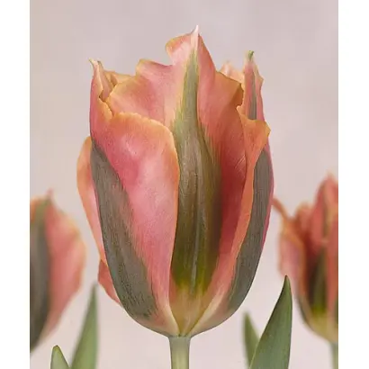 Artist / Артист