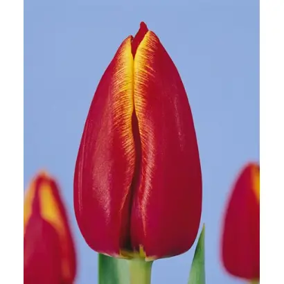 Asiram / Асирам