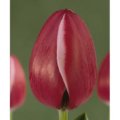 Astarte / Астартэ