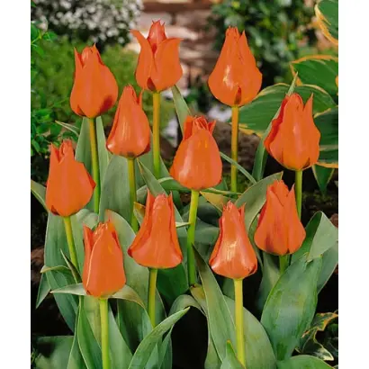 Atje Keulen / Ати Кейлин