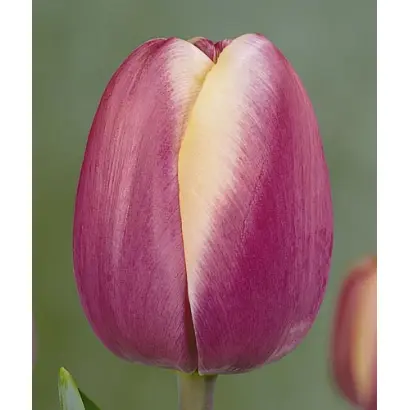 Atlantis / Атлантис