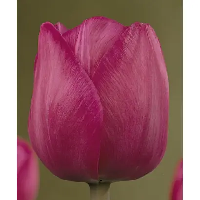 Attila / Аттила