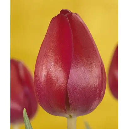 Attila Graffiti / Аттила Граффити