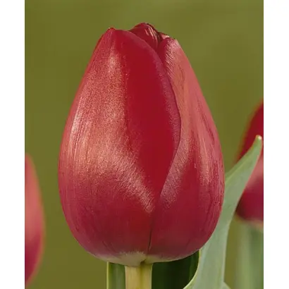 Attila's Elite / Аттила'с Элит