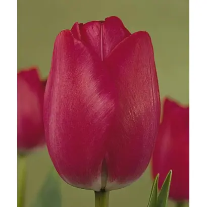 Attila's Record / Аттила'с Рекорд