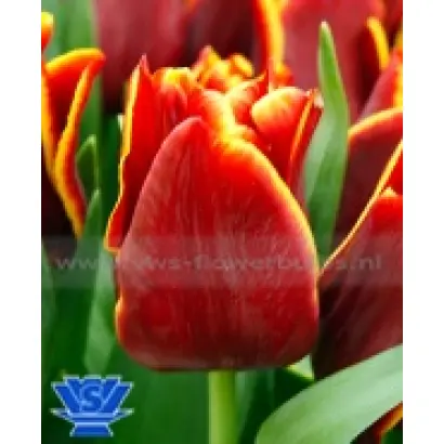 Auckland / Аукланд