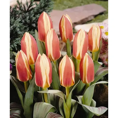 Authority / Авторити