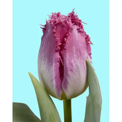 Auxerre / Ауxэррэ