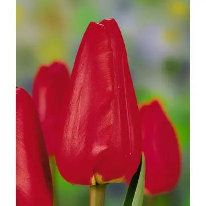 Avenue / Авенью