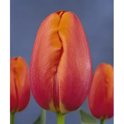 Avignon / Авигнон