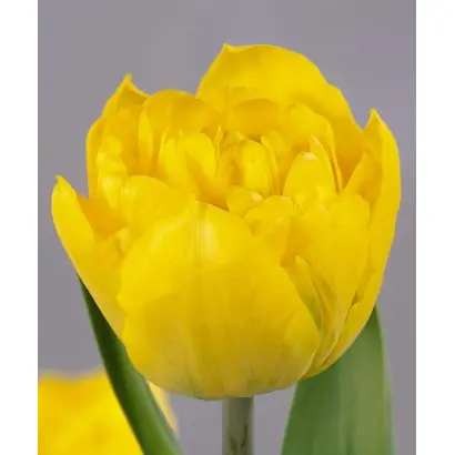 Baby Doll / Беби Долл