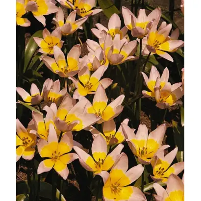 Bakeri 'Lilac Wonder' / Бакэри "Лилас Вондер"