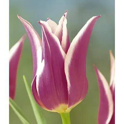 Ballade / Баллада