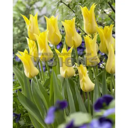 Ballade Gold / Баллада Голд