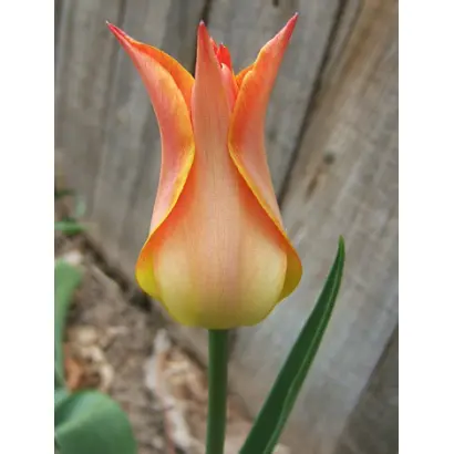 Ballade Orange / Баллада Оранж