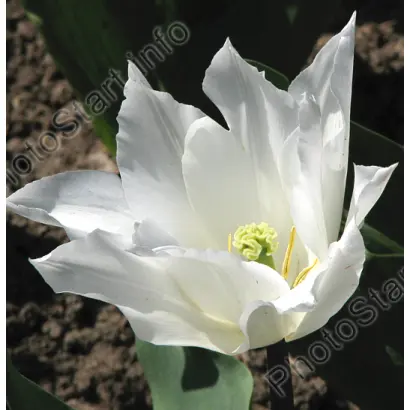 Ballade White / Баллада Вайт