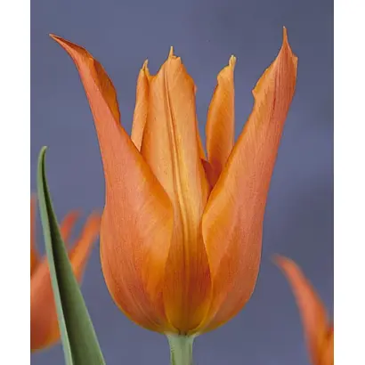 Ballerina / Балерина