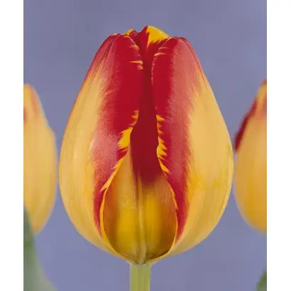 Banja Luka / Баня Лука