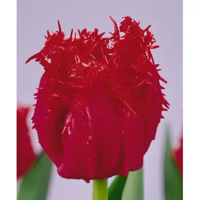 Barbados / Барбадос